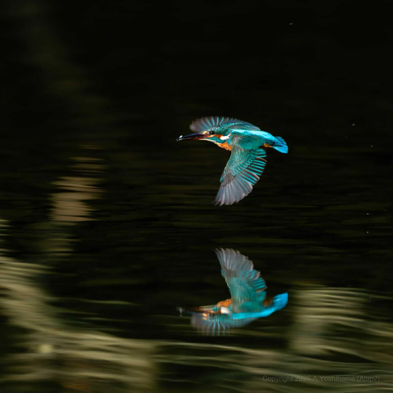 Kachofugetsu - Kingfisher Fountain Pen BUNGUBOX x Esterbrook - Image 10