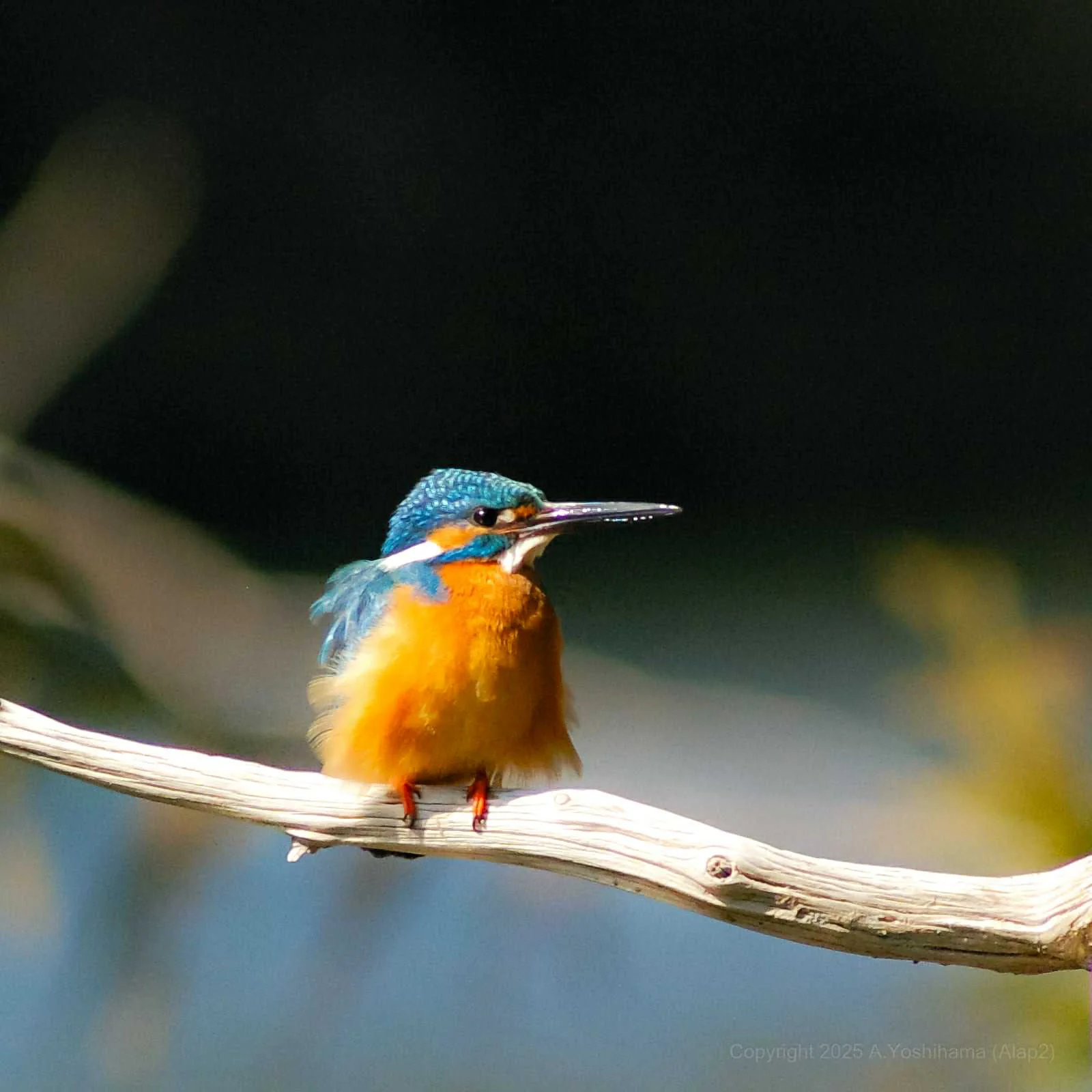 Kachofugetsu - Kingfisher Fountain Pen BUNGUBOX x Esterbrook - Image 13