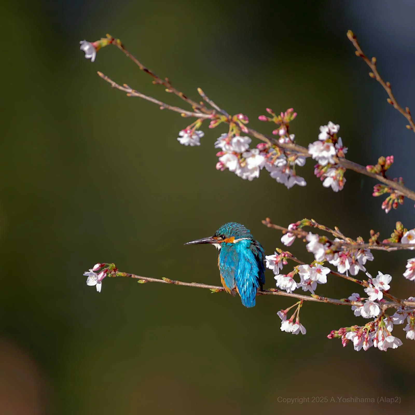 Kachofugetsu - Kingfisher Fountain Pen BUNGUBOX x Esterbrook - Image 27
