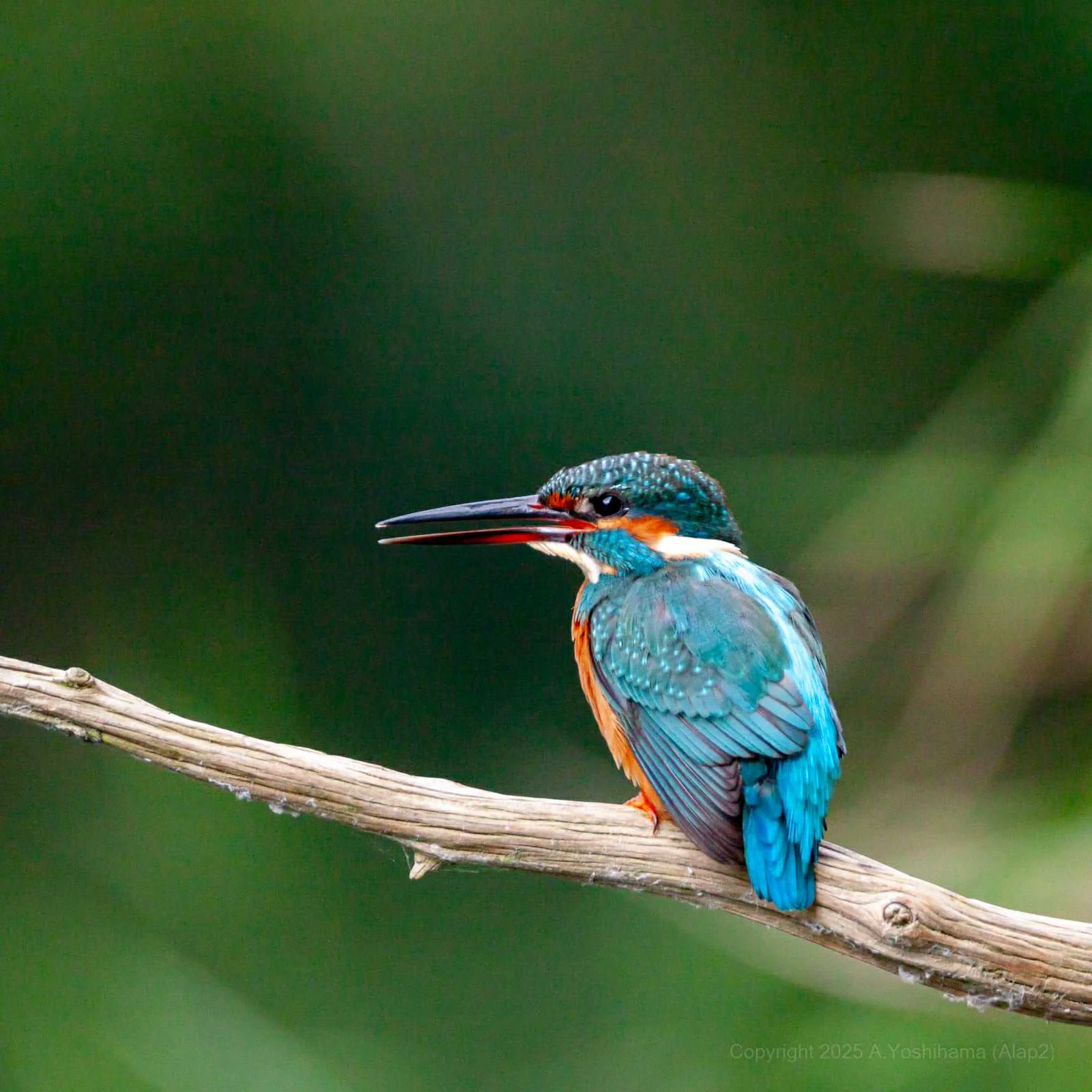 Kachofugetsu - Kingfisher Fountain Pen BUNGUBOX x Esterbrook - Image 4